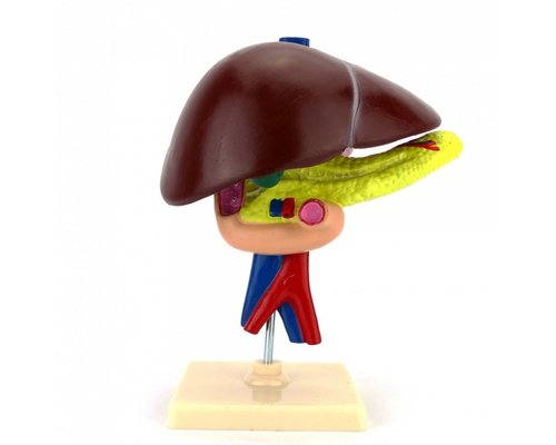 Модель "Печень"