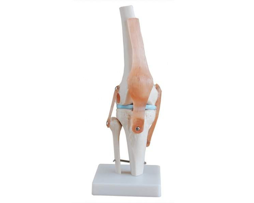 Модель по анатомии Коленный сустав ХС-111