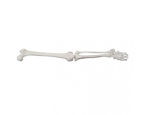 Модель по анатомии Кости нижней конечности XC-122