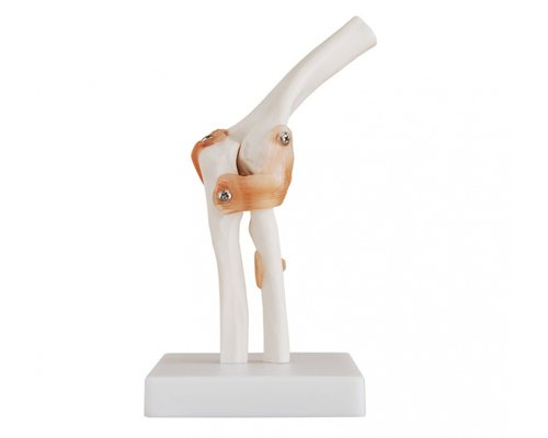 Модель по анатомии Локтевой сустав ХС-112