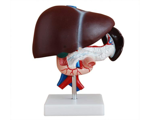 Модель по анатомии Печень с поджел.желез.и двенадцатип.кишкой ХС-311