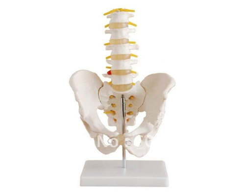 Модель по анатомии Таз с 5-ю позвонками XC-115