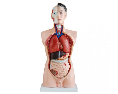 Модель по анатомии Торс чел. 85 см 19 частей мужск