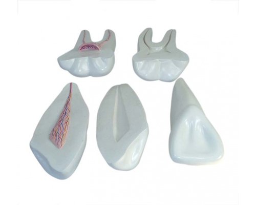 Модель по анатомии Зубы увеличенные  (3 шт.) ХС-305