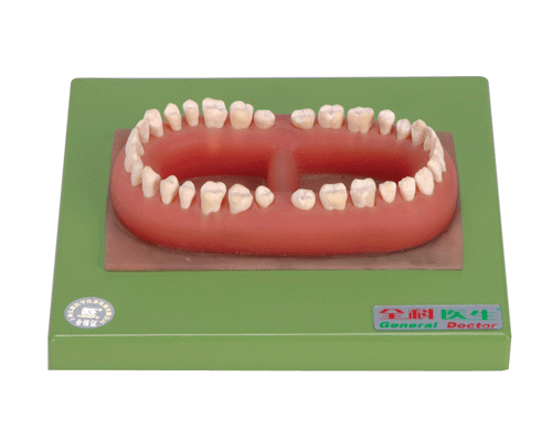 Модель по анатомии Зубы взрослого человека 32шт