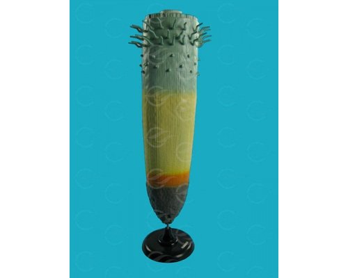 Модель по ботанике Продольное сечение корня