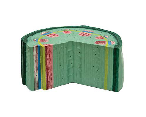 Модель по ботанике Стебель двудольного травяного растения