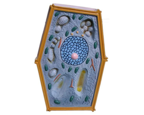 Модель по ботанике Строение клетки растения