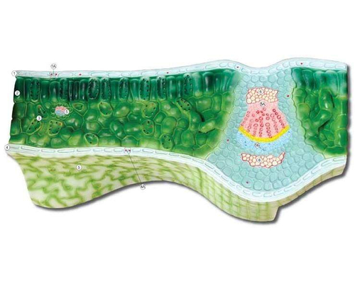 Модель по ботанике Строение листа