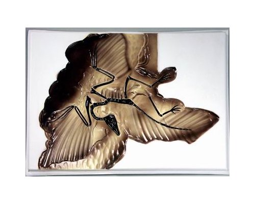 Модель по зоологии Археоптерикс объёмная