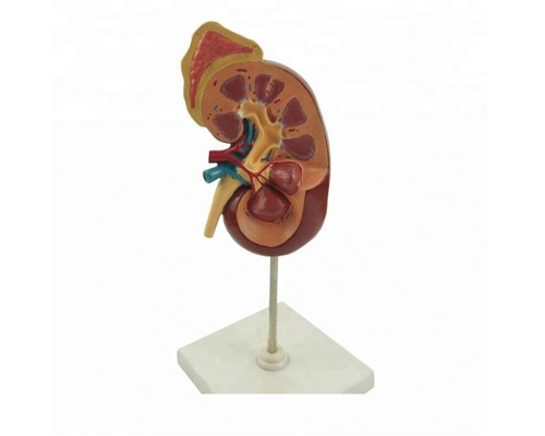 Модель "Почка" (увеличенная)