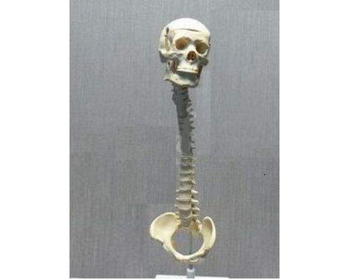 Модель "Позвоночник с черепом и тазом"