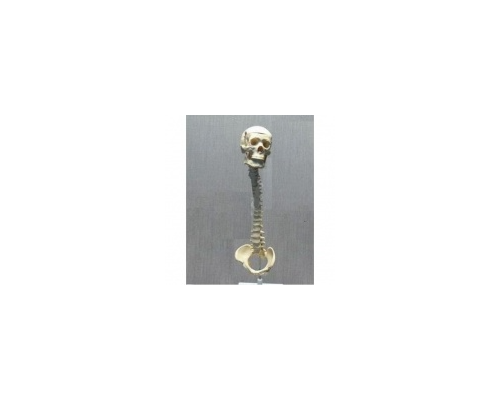 Модель "Позвоночник с черепом и тазом"