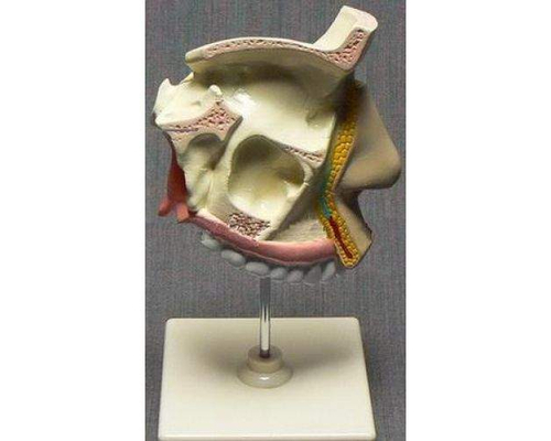 Модель "Разрез носоглотки"