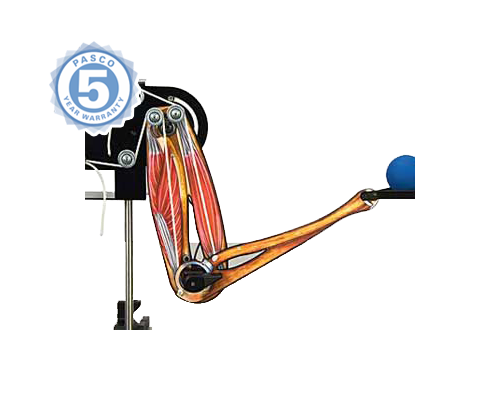 МОДЕЛЬ "РУКА ЧЕЛОВЕКА"