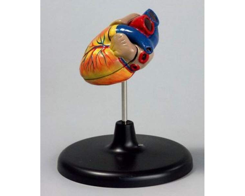 Модель "Сердце" (лабораторная)