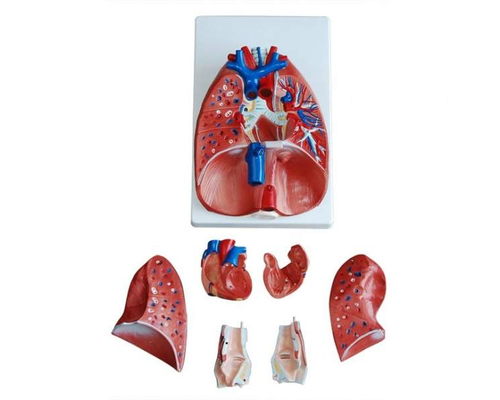 Модель "Система органов дыхания"
