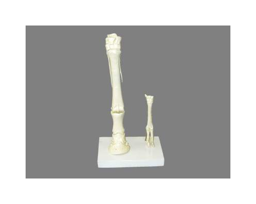 Модель « Скелет конечностей лошади» (передняя и задняя)