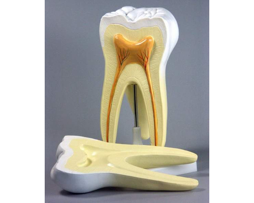 Модель "Строение зуба"