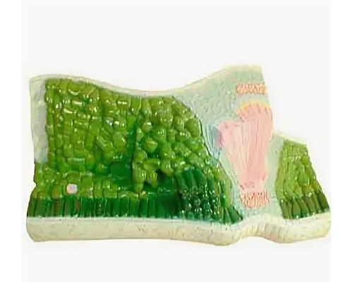 Модель "Структура листа"