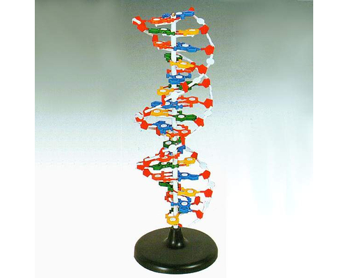 Модель структуры ДНК (разборная)