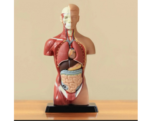 Модель Торс человека 42 см.