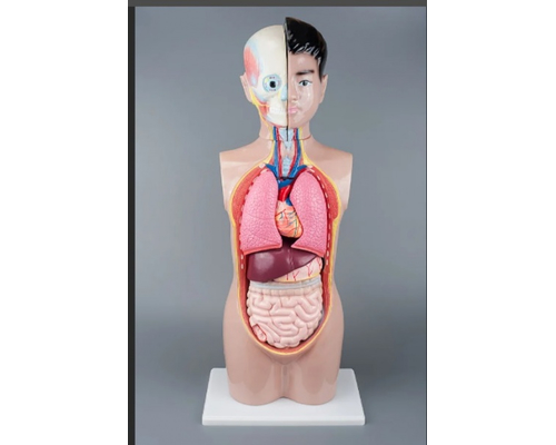 Модель Торс человека 65 см.