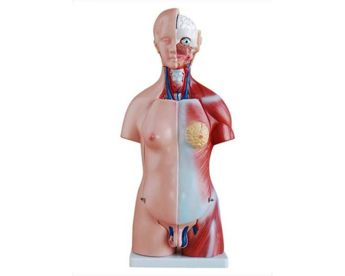 Модель "Торс человека" (разборная)