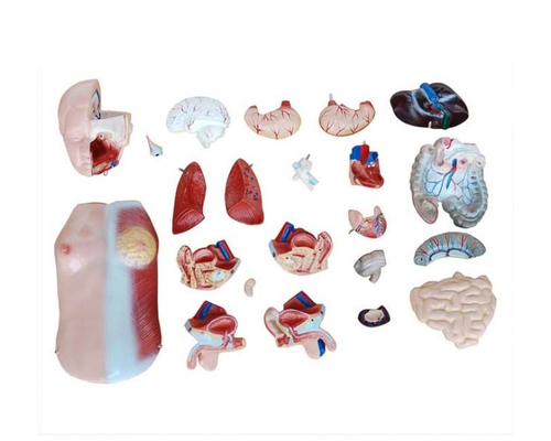 Модель "Торс человека" (разборная)