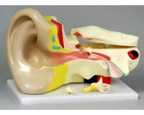 Модель "Ухо" увеличенная