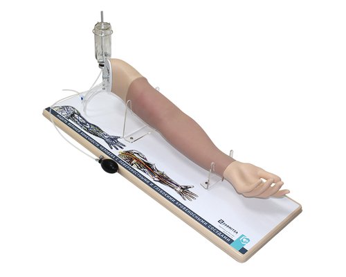 Модель верхней конечности человека с поверхностными и глубокими кровеносными сосудами