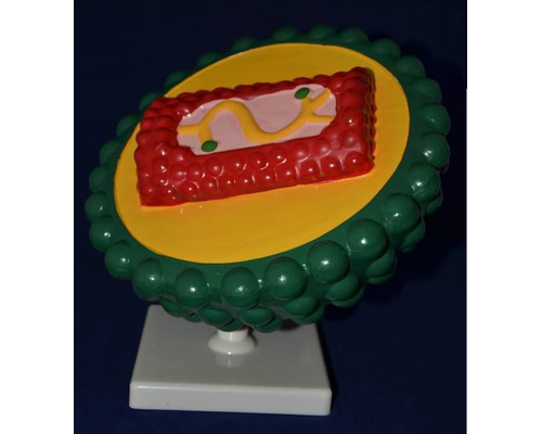 Модель "Вирус СПИДа"