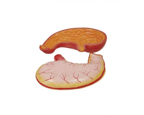 Модель желудок в разрезе