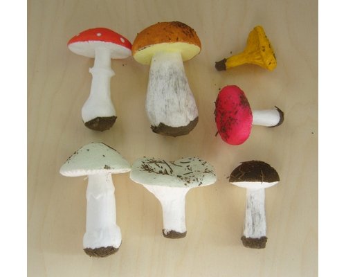 Набор грибов съедобных и ядовитых