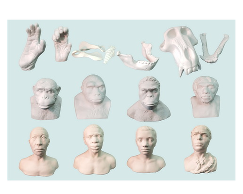 Набор моделей палеонтологических находок "Происхождение человека"