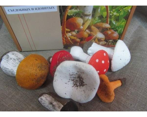 Набор муляжей грибов съедобных и ядовитых