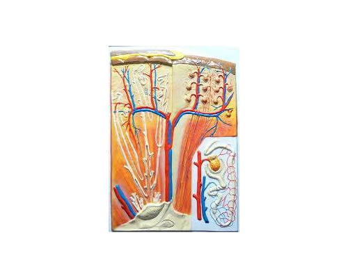 Почка. Макро-микро строение