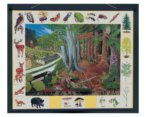 Природное сообщество леса. Магнитный плакат