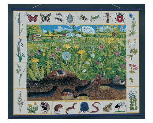 Природное сообщество луга. Магнитный плакат