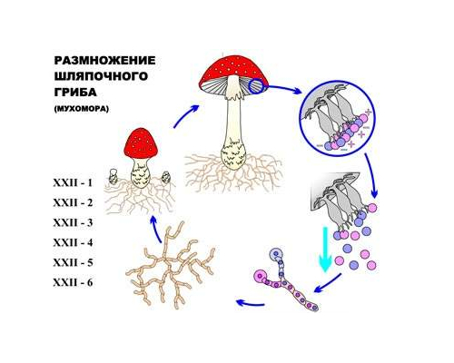 "Размножение шляпочного гриба" (6 листов) серия фолий