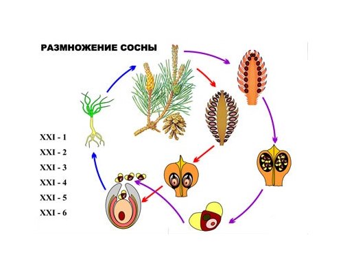 "Размножение сосны" (6 листов) серия фолий