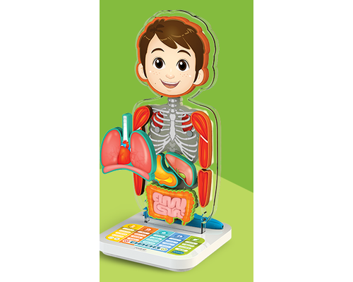 Развивающий комплекс "Занимательная Анатомия"