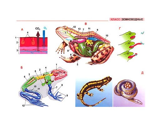 "Систематика животных. Хордовые" (11 листов) комплект фолий