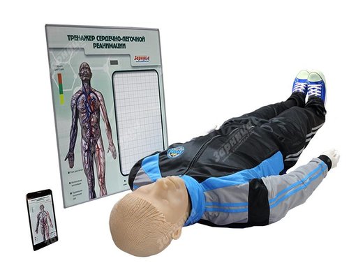 Тренажер для обучения навыкам сердечно-легочной реанимации "Олег-1.02" с анатомическим табло
