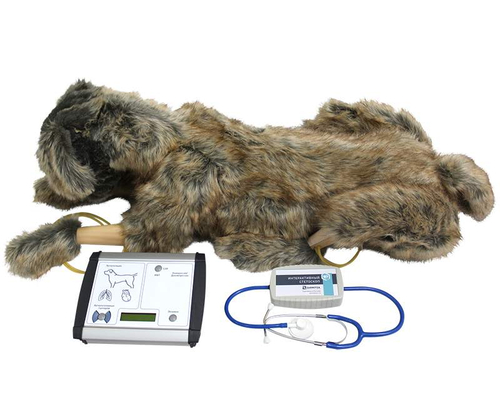 Тренажер для проведения сердечно-легочной реанимации у собак