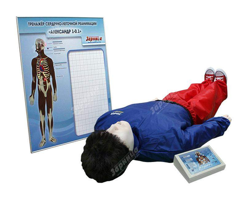 Тренажер-манекен взрослого пострадавшего "Александр-1-0.1" (голова, туловище, конечности) для отработки приемов сердечно-легочной реанимации (настенное табло + контроллер + тестовые режимы)