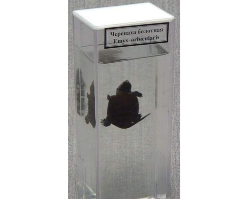 Влажный препарат "Черепаха болотная"
