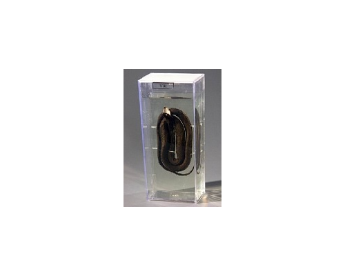 Влажный препарат "Черепаха болотная"