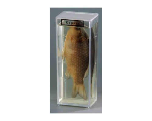 Влажный препарат "Карась"