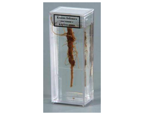 Влажный препарат "Корень бобового растения с клубеньками"